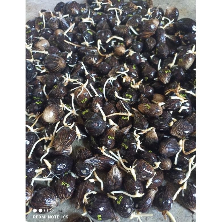 bibit kelapa sawit sriwijaya 5