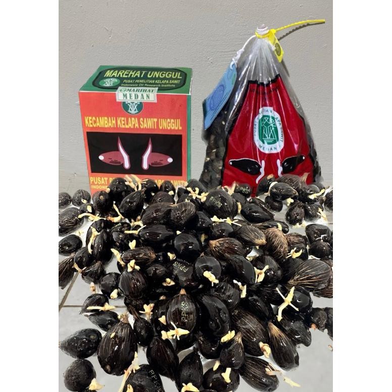 BENIH KECAMBAH POLONG SAWIT DXP PPKS MARIHAT UNGGUL ASLI MEDAN 2 kotak free sertifikat