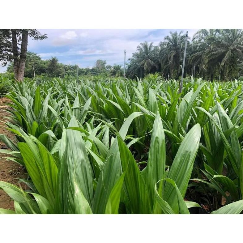 kecambah sawit TN1 unggul bersertifikat