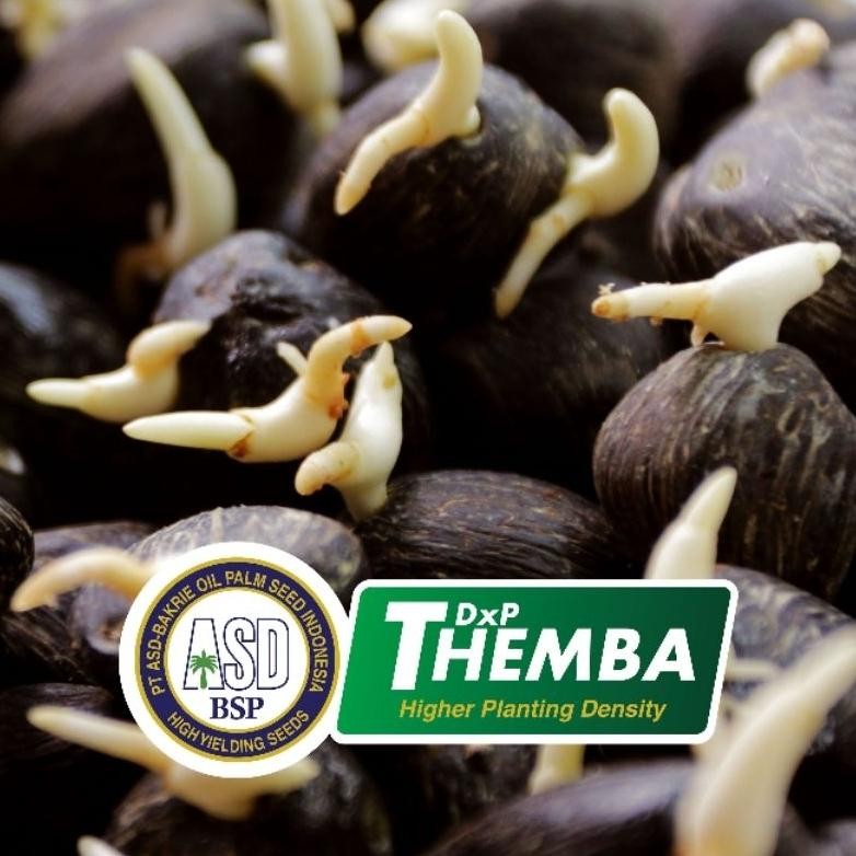 BIBIT/BENIH KELAPA SAWIT  SPRING/THEMBA KUALITAS UNGGUL
