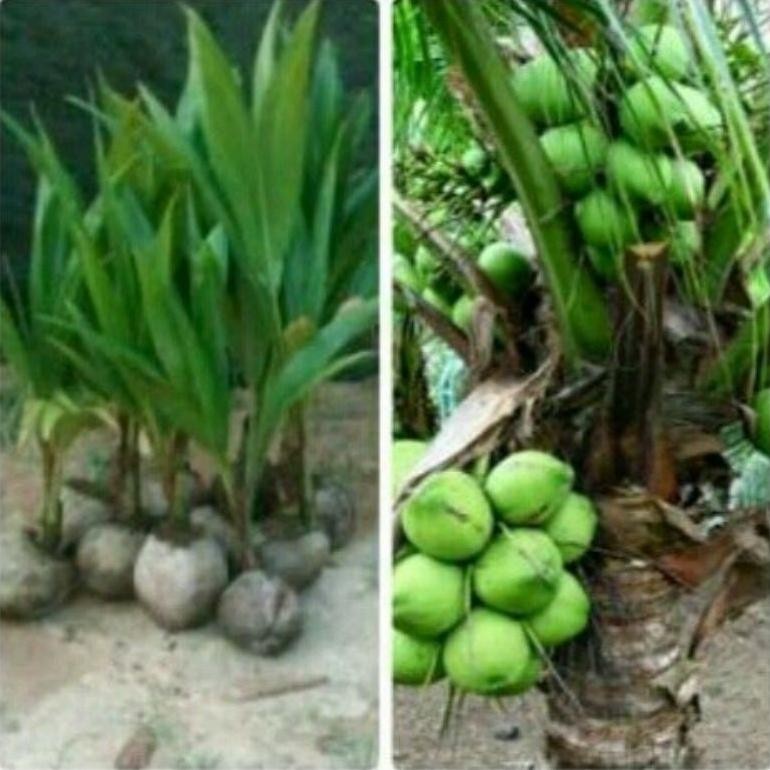 Bibit Kelapa Gading Hijau 3 tahun Sudah berbuah