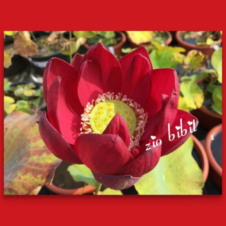 Benih Bibit Biji Lotus Teratai Bunga Merah Import Bianca