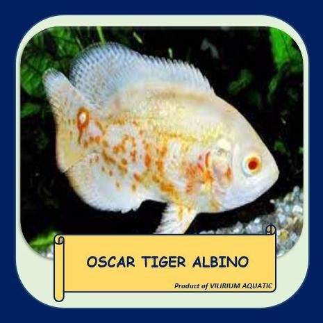 Terlaris Ikan Hias Air Tawar - Oscar Batik Albino (8Cm)