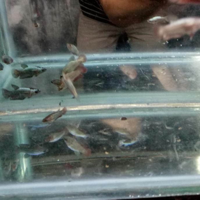 Terlaris Bahanan Ikan Cupang Avatar Vampire Gold Top Grade