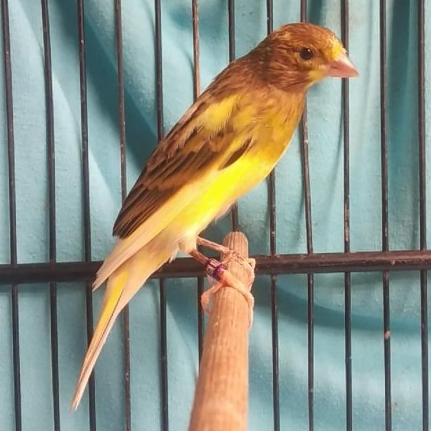 ready BURUNG KENARI F1 SF SCOT FANCY GACOR PROMO MURAH