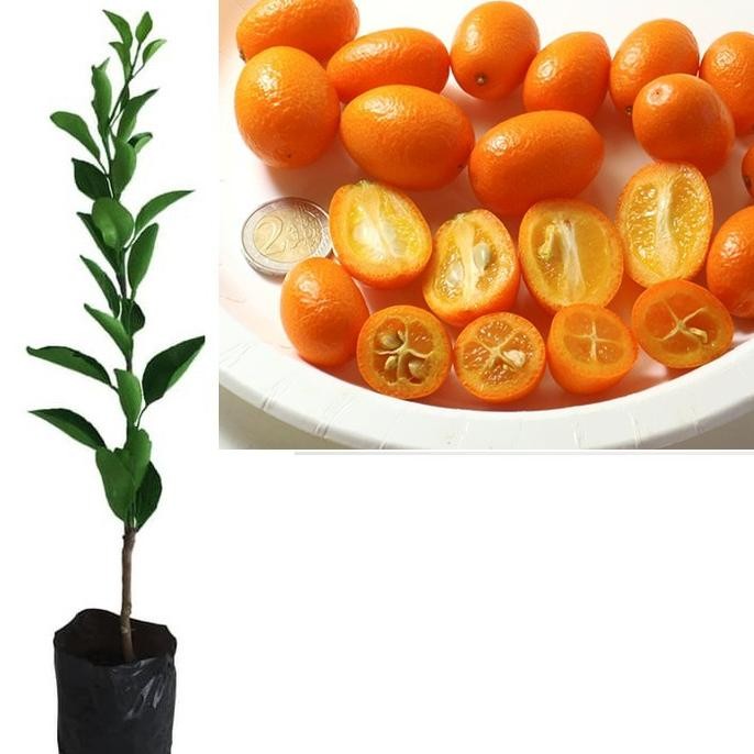 Bibit Tanaman Pohon Jeruk Nagami Bibit Jeruk Nagami Buah BARANG SUPER