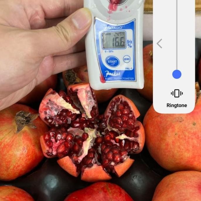 

Murah Buah Delima Pomegranate India Perdos Fresh