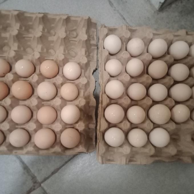 

TELUR VERTIL/TETAS AYAM ELBA