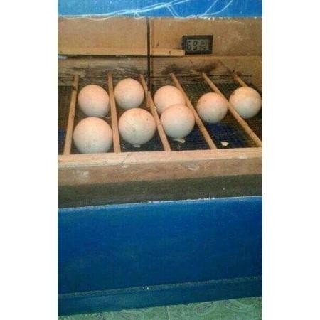 

TELUR AYAM PAKHOY ORI VERTIL SIAP DI TETASKAN JAMINAN SUPER OIGINAL BERGARANSI