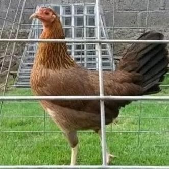 TELUR AYAM PHILIPIN ASLI AK47 BISA UNTUK DI TETASKAN VERTIL