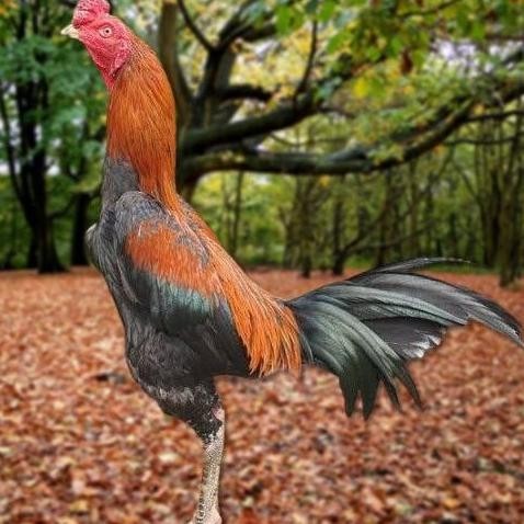 

TELUR AYAM PAKHOY WHITE KING VERTIL SIAP DI TETASKAN JAMINAN SUPER OIGINAL BERGARANSI ORI