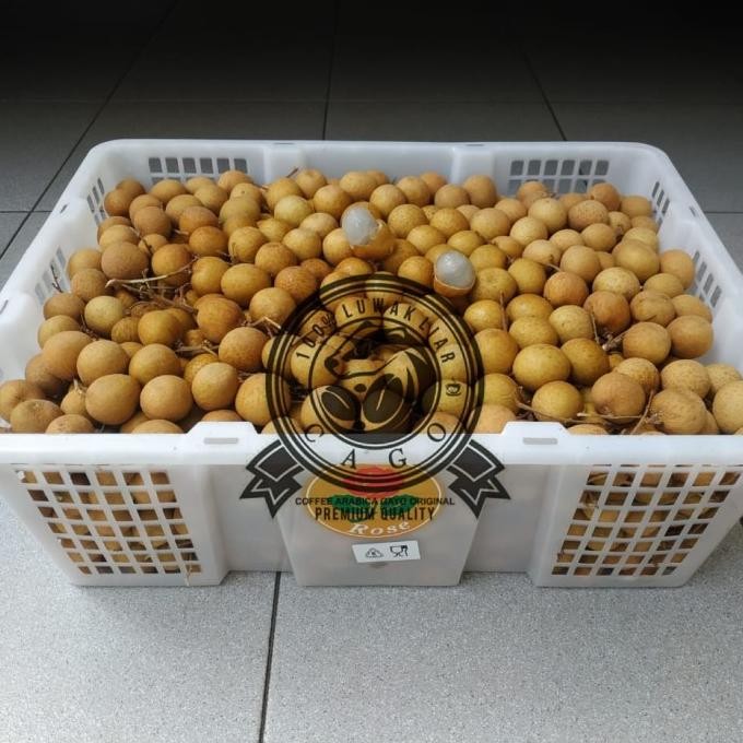 

Murah Lengkeng Emas Bangkok Jumbo 1 Keranjang (10 Kg) Fresh Import