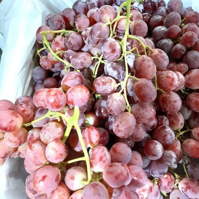 

Grosir Anggur Merah Peru Red Globe
