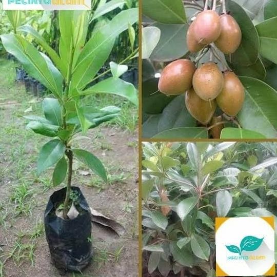 Terlaris Bibit pohon sawo kecik unggul/Tanaman buah sawo kecik