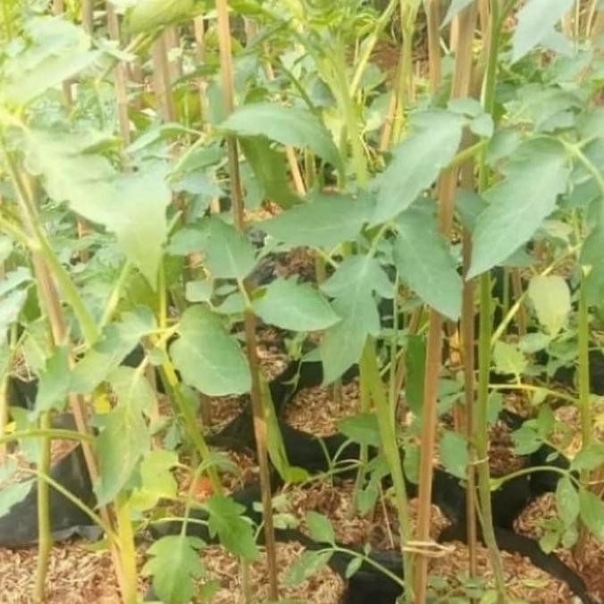Terlaris bibit tanaman tomat/pohon buah tomat UNGGULAN