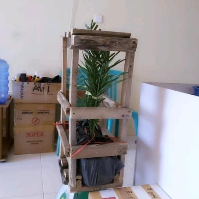 Bibit kurma H1 thailand TOPz