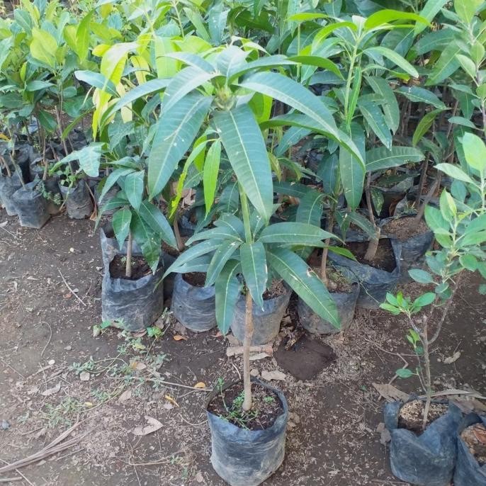 Terlaris bibit tanaman buah mangga mahatir 1 meter up okulasi cepat