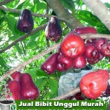 Tanaman Jambu Jamaika asli Aww