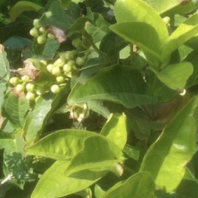 Tanaman buah jambu air madu deli hijau - sudah berbuah Aww