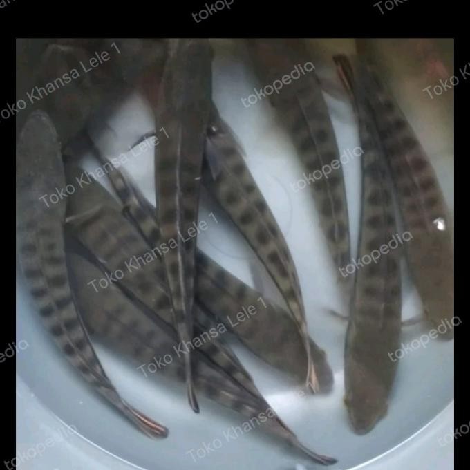 

Gabus Toman Size 13-15Cm Terlaris