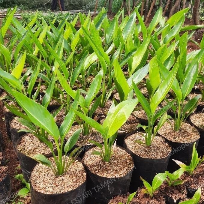 - TANAMAN HIAS PISANG KIPAS POHON PISANG KIPAS BIBIT POHON AZZ