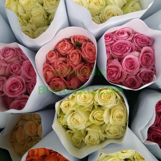 TERBARU BUNGA MAWAR ASLI FRESH 10 TANGKAI / BUNGA MAWAR ASLI MURAH