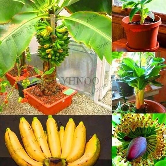 Tanaman Pisang Mini Bonsai / Pisang Bonsai / Biji Benih Bibit AZZ