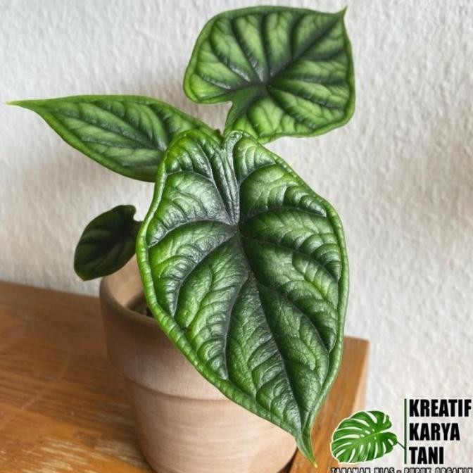 Tanaman hias alocasia dragon scale - Alocasia dragon scale
