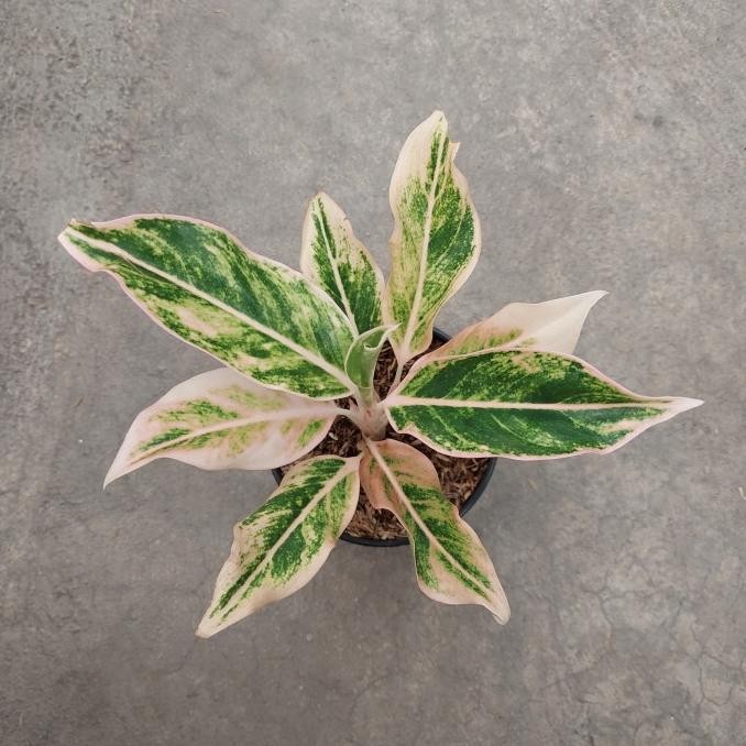 Aglonema Lipstik Puding