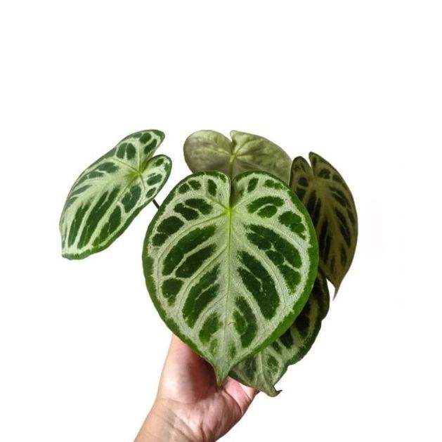 Tanaman Anturium crystallinum dorayaki silver /kuping gajah dorayaki