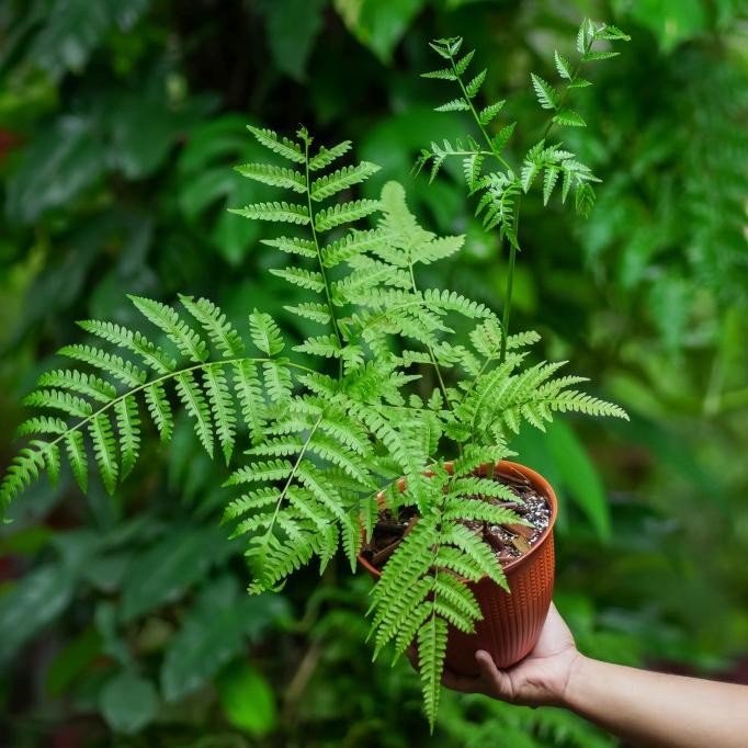 Pteris wallichiana / Tanaman Pakis / Fern