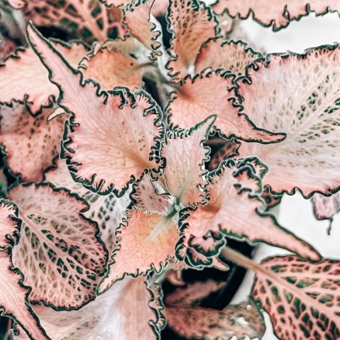 Fittonia pink impor / Fittonia Frankie import