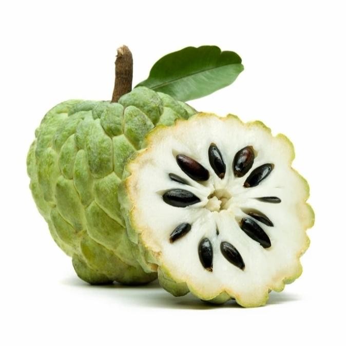 

Cherimoya (Custard Apple) | Annona Squamosa | Pohon Buah Srikaya Jumbo