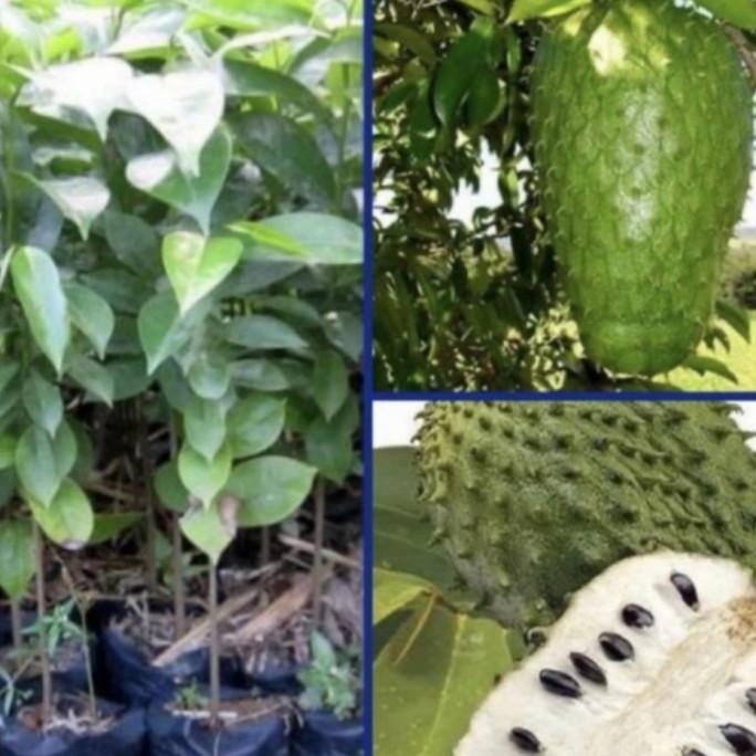 bibit tanaman sirsak madu jumbo - tanaman sirsak jumbo