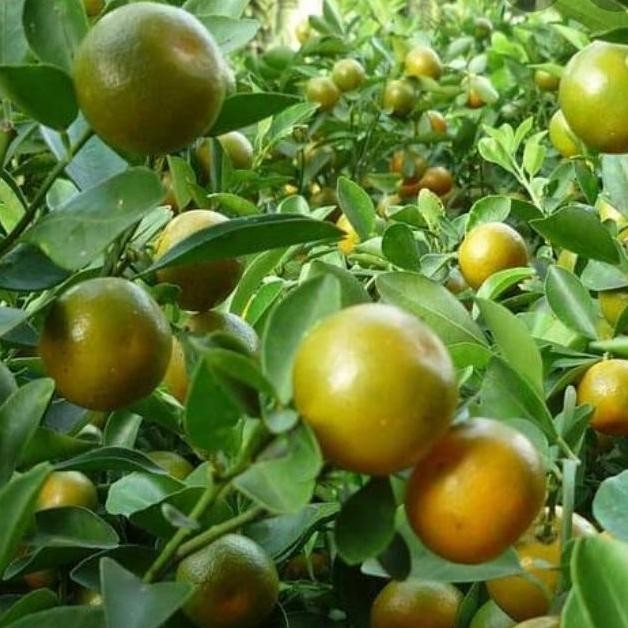 

jeruk sonkit pontianak suda ada buanya