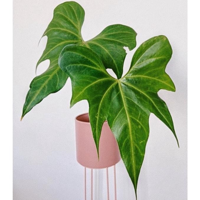 Anthurium Macrolobium / Anturium macrobium makrobium kelelawar