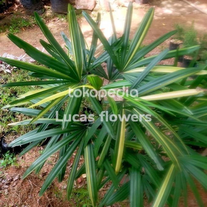 palem waregu varigata tanaman hias regu