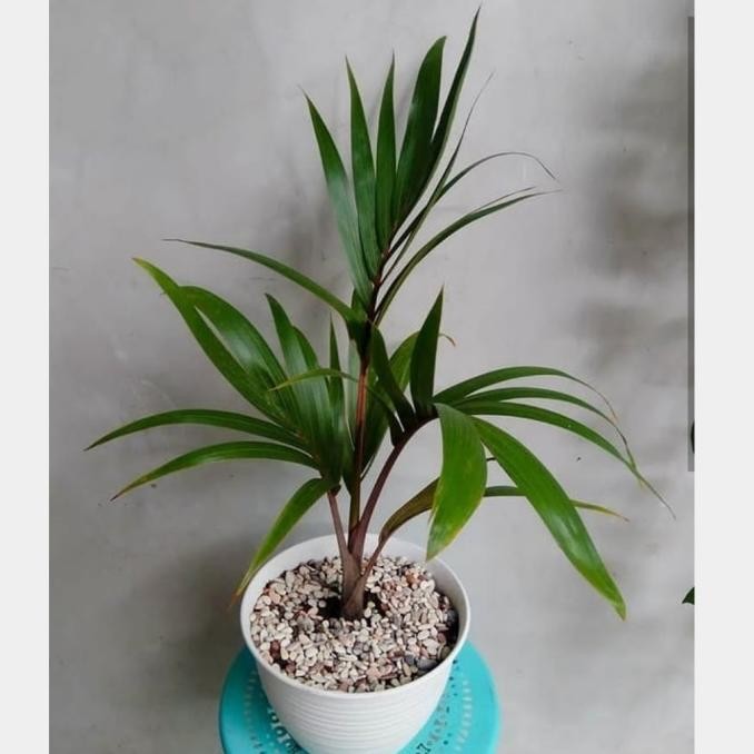 TANAMAN HIAS PALEM BOTOL MINI CANTIK + POT TAWON PUTIH & BATU HIAS