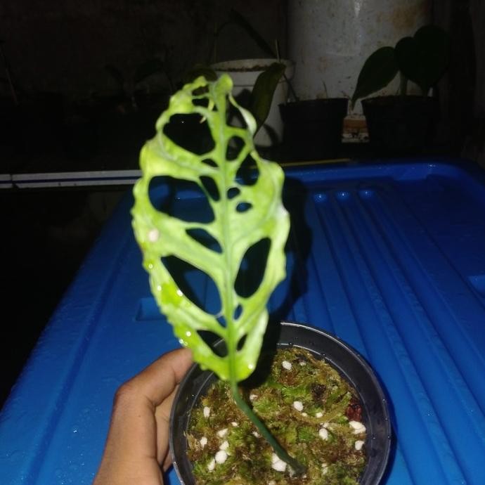 tanaman hias monstera obliqua asli