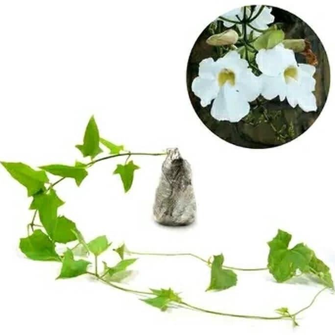 Terlaris Tanaman Hias Rambat Thunbergia Bunga Putih