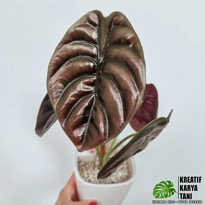 Terlaris Tanaman Hias Alocasia Cuprea Tengkorak - Alocasia Cuprea