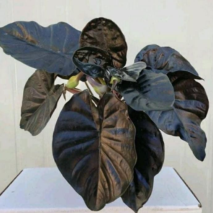 Terlaris Alokasia Infernalis Black - Tanaman Hias Alocasia Infernalis Black