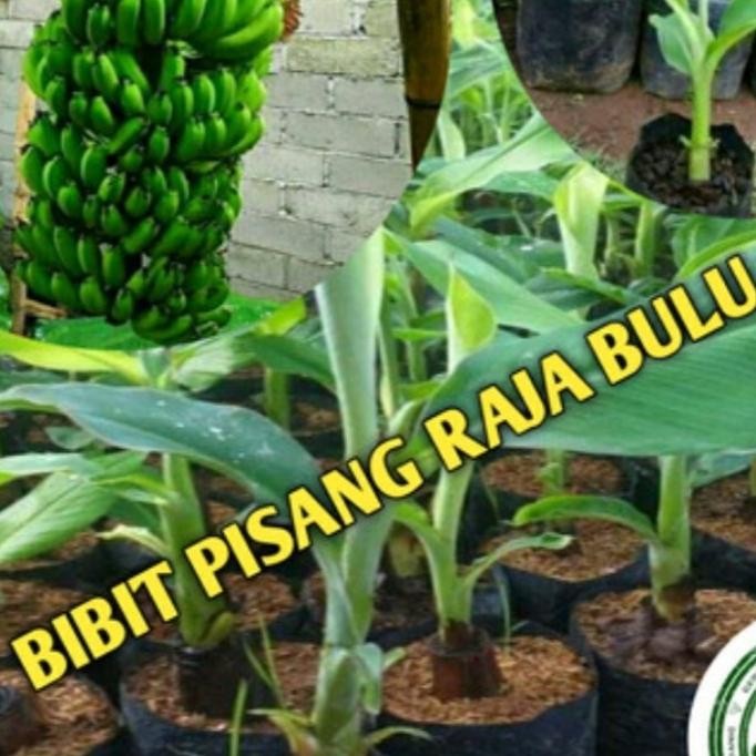 bibit pisang raja bulu super AZZ
