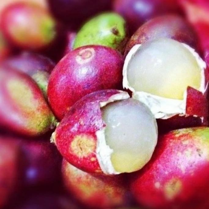 Ayundabibit Bibit Tanaman Buah Matoa-Bibit Matoa-Bibit Matoa Cangkok PREMIUM