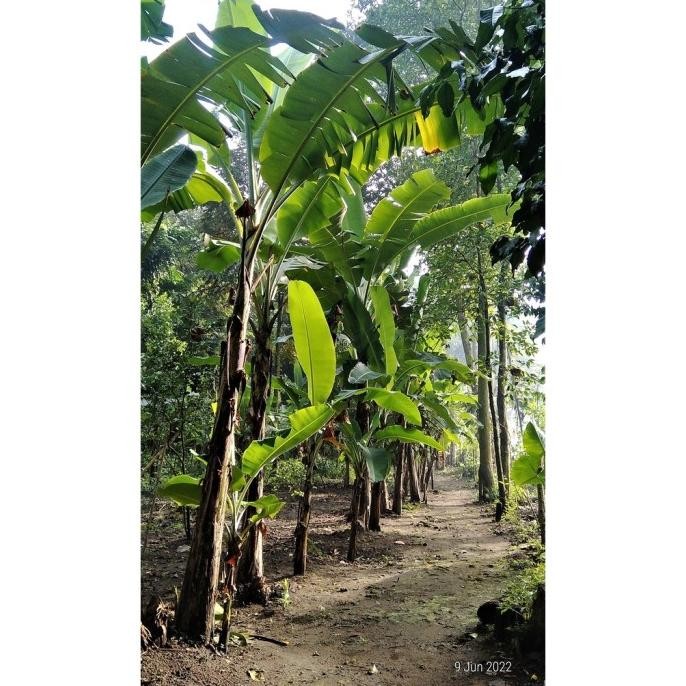 Bibit pisang anakan 50cm 100cm 150cm Kepok Ambon Tanduk RajaBulu Aneka PREMIUM