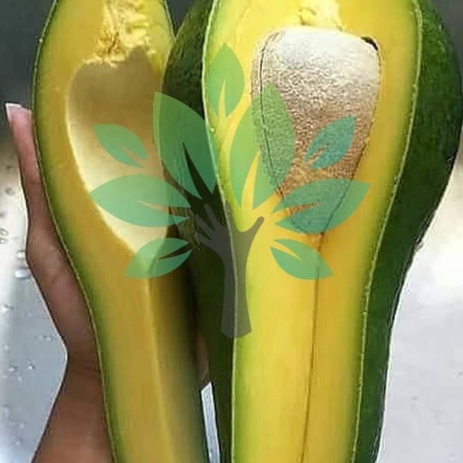 bibit tanaman buah alpukat aligator-bibit alpukat jumbo aligator asli