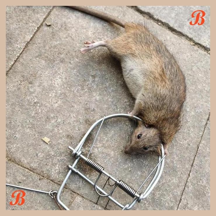 [CBM] JEBAKAN TIKUS BESI REUSABLE JEBAKAN TIKUS PERANGKAP TIKUS BESI