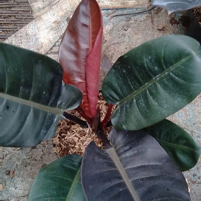 Terlaris Tanaman Hias Black Kardinal Ori - Tanaman Black Kardinal Asli