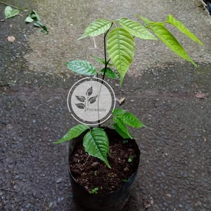 Bibit Pohon Kecapi Bibit Buah Kecapi Tanaman Buah Kecapi SUPER NNNN