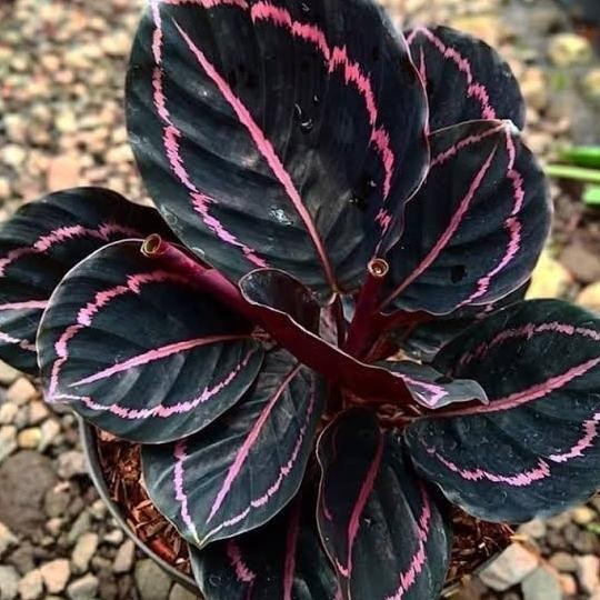 Terlaris Tanaman Hias Calathea Black Lipstik Dewasa+Pot